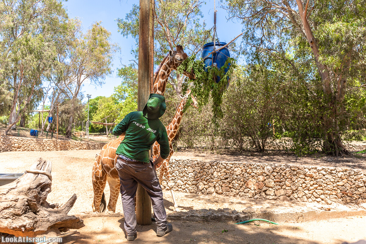 Сафари в Рамат Гане | Ramat Gan Safari | ספארי ברמת גן | LookAtIsrael.com - Фото путешествия по Израилю