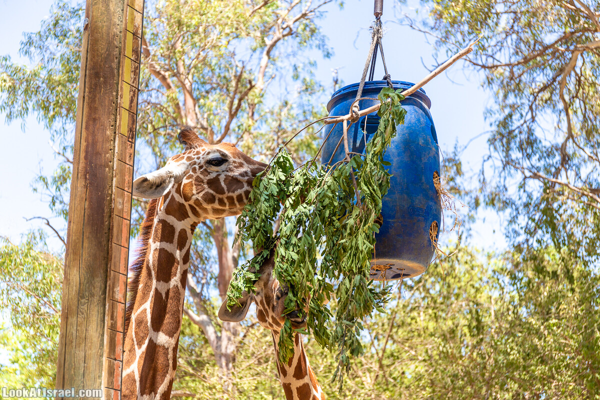 Сафари в Рамат Гане | Ramat Gan Safari | ספארי ברמת גן | LookAtIsrael.com - Фото путешествия по Израилю