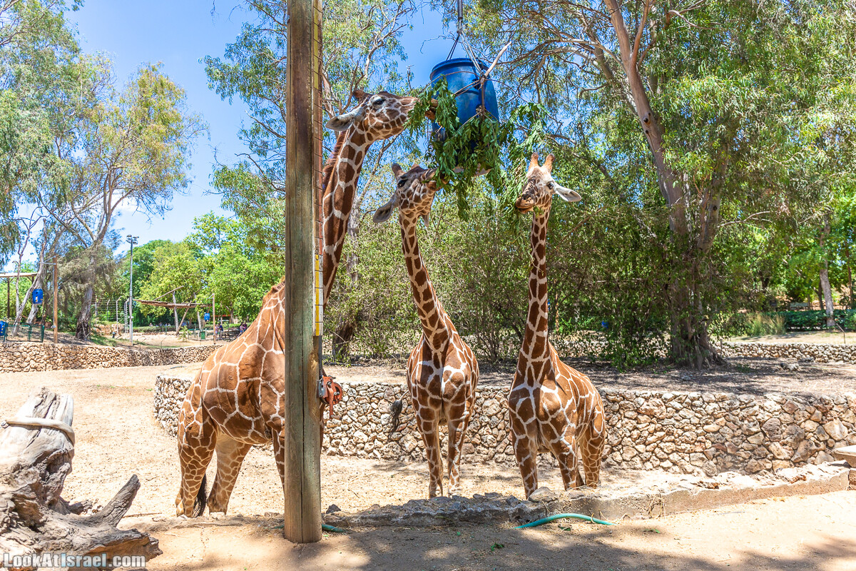 Сафари в Рамат Гане | Ramat Gan Safari | ספארי ברמת גן | LookAtIsrael.com - Фото путешествия по Израилю