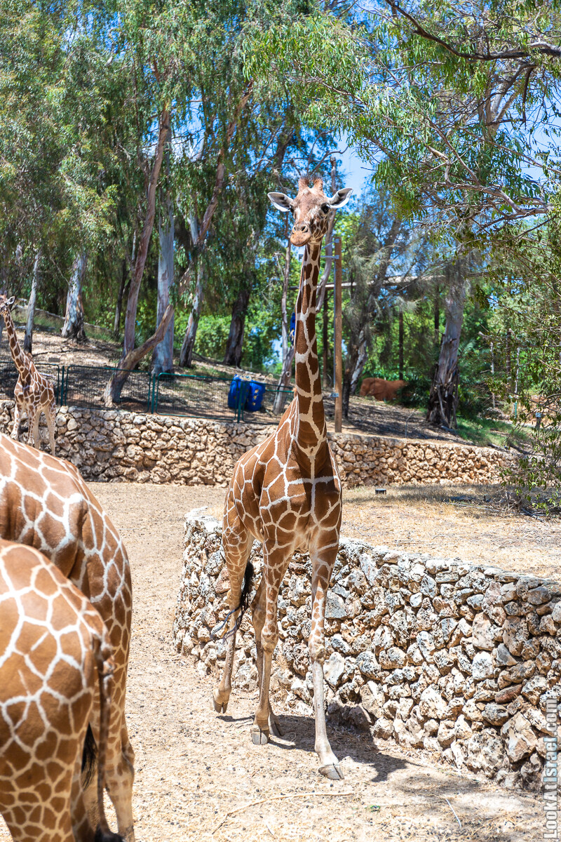 Сафари в Рамат Гане | Ramat Gan Safari | ספארי ברמת גן | LookAtIsrael.com - Фото путешествия по Израилю