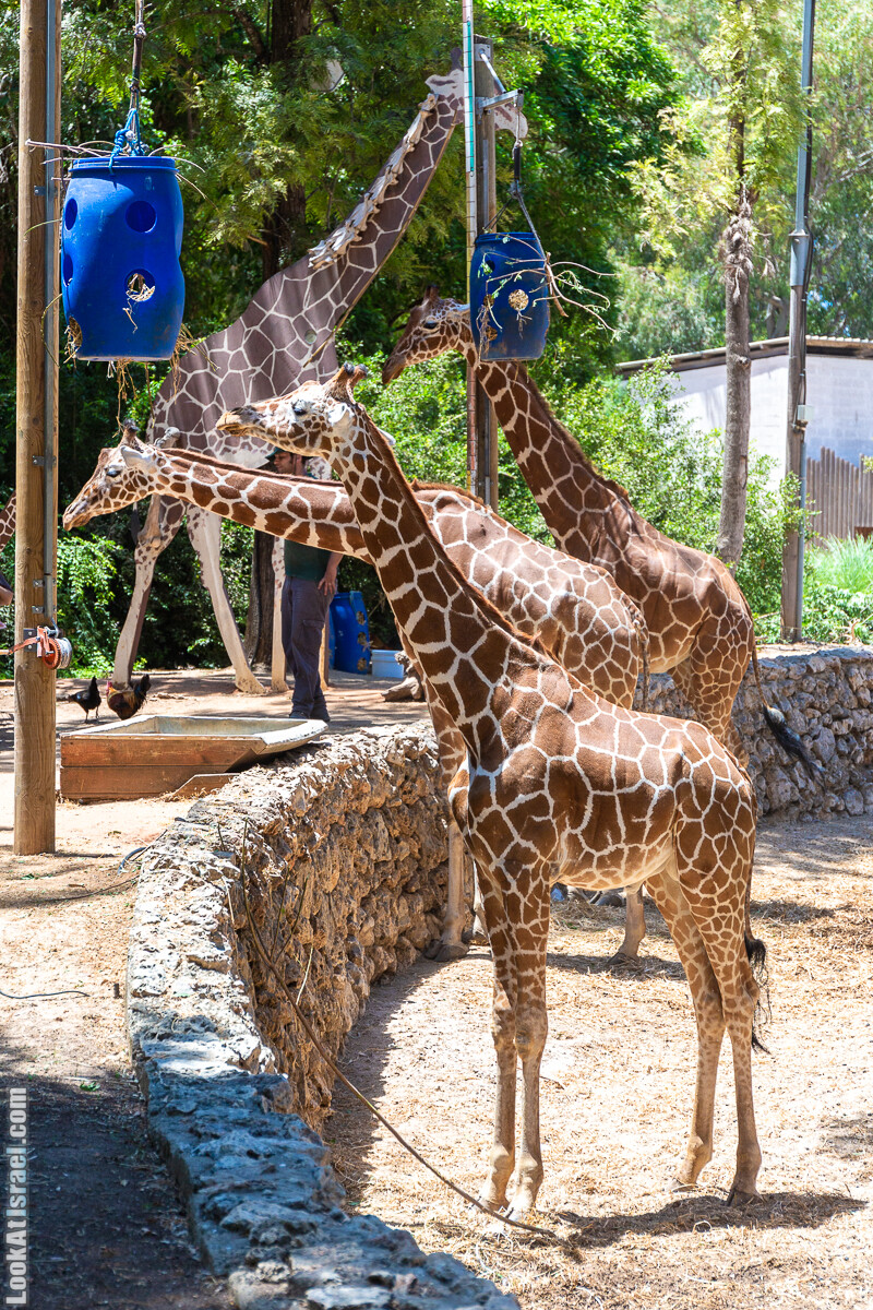 Сафари в Рамат Гане | Ramat Gan Safari | ספארי ברמת גן | LookAtIsrael.com - Фото путешествия по Израилю
