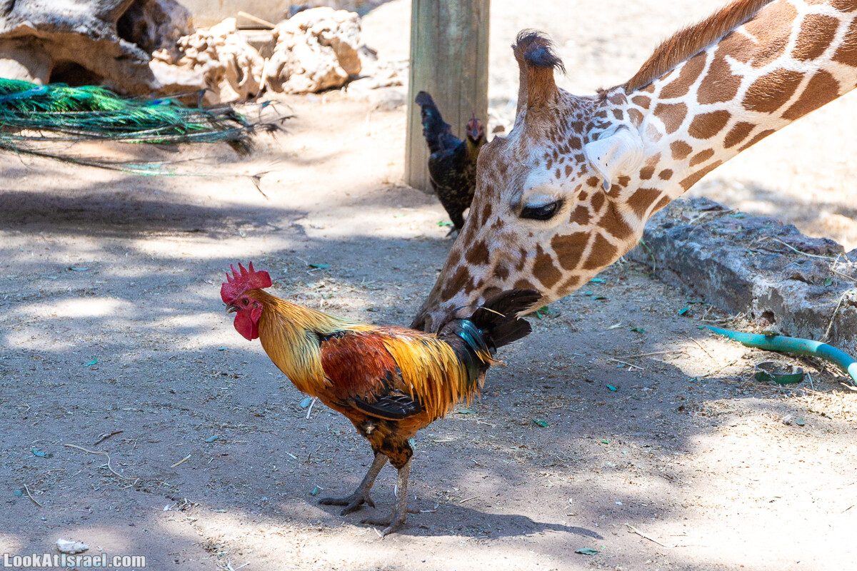 Сафари в Рамат Гане | Ramat Gan Safari | ספארי ברמת גן | LookAtIsrael.com - Фото путешествия по Израилю