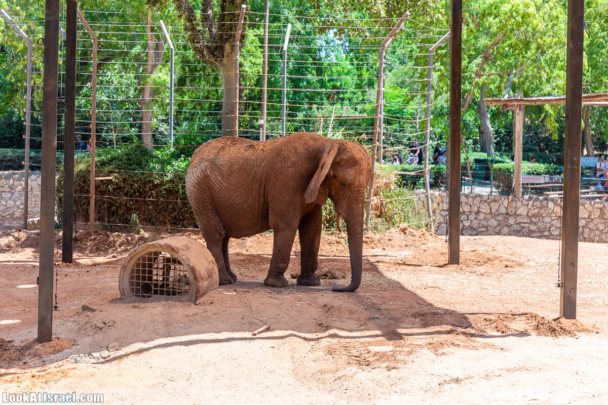 Сафари в Рамат Гане | Ramat Gan Safari | ספארי ברמת גן | LookAtIsrael.com - Фото путешествия по Израилю