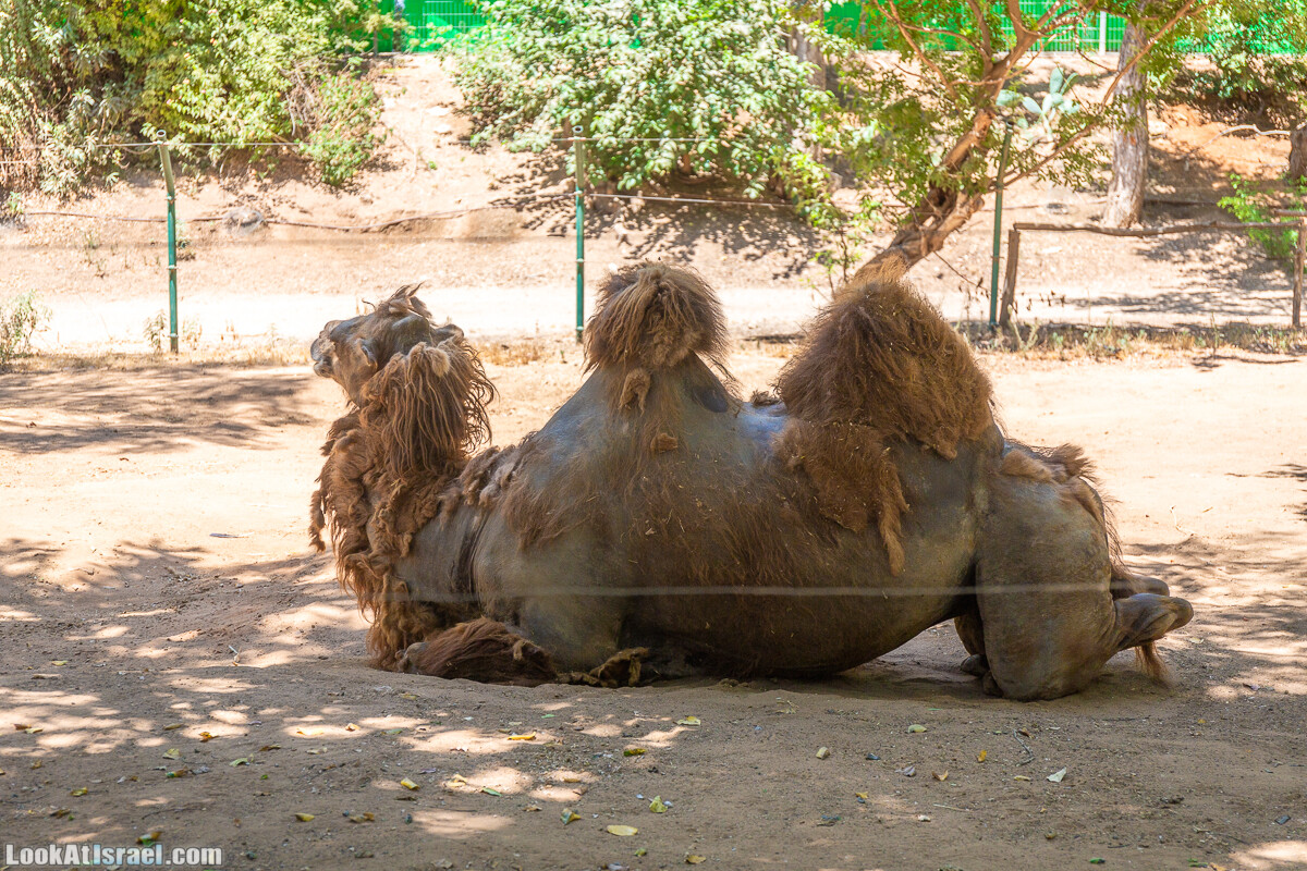 Сафари в Рамат Гане | Ramat Gan Safari | ספארי ברמת גן | LookAtIsrael.com - Фото путешествия по Израилю