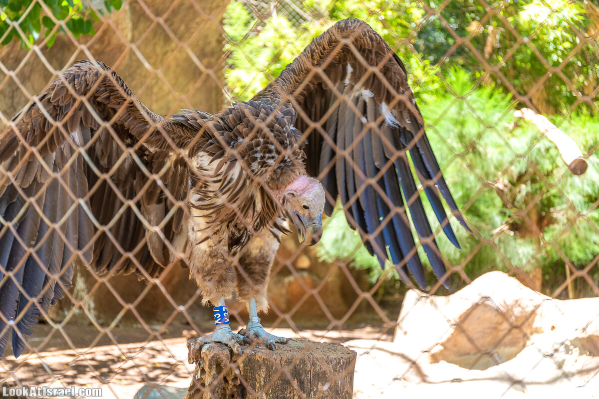 Сафари в Рамат Гане | Ramat Gan Safari | ספארי ברמת גן | LookAtIsrael.com - Фото путешествия по Израилю