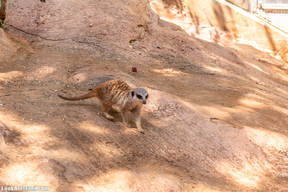 Сафари в Рамат Гане | Ramat Gan Safari | ספארי ברמת גן | LookAtIsrael.com - Фото путешествия по Израилю