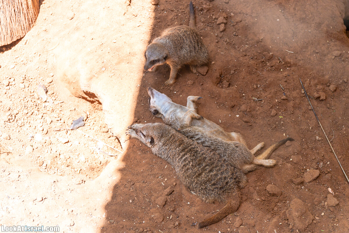 Сафари в Рамат Гане | Ramat Gan Safari | ספארי ברמת גן | LookAtIsrael.com - Фото путешествия по Израилю