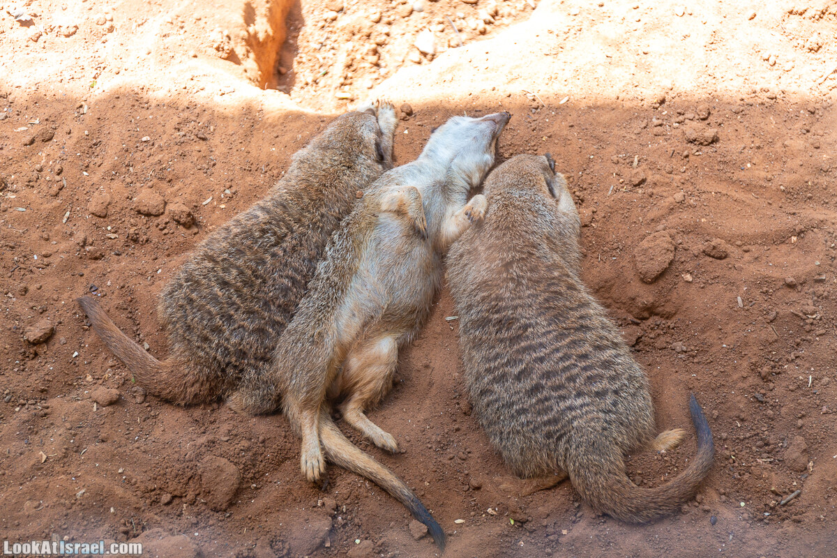 Сафари в Рамат Гане | Ramat Gan Safari | ספארי ברמת גן | LookAtIsrael.com - Фото путешествия по Израилю