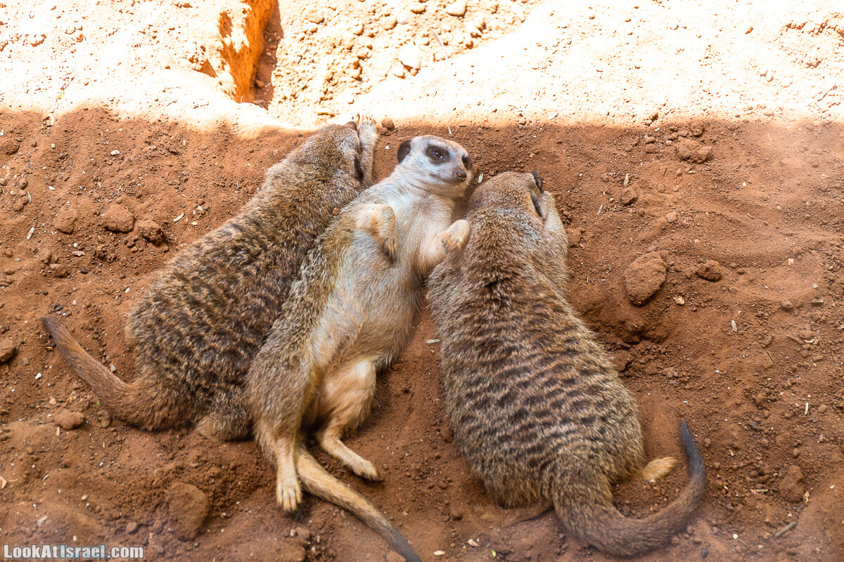Сафари в Рамат Гане | Ramat Gan Safari | ספארי ברמת גן | LookAtIsrael.com - Фото путешествия по Израилю