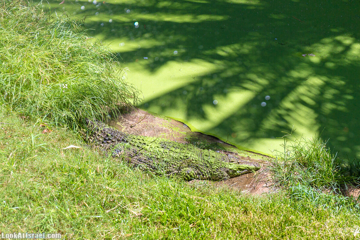 Сафари в Рамат Гане | Ramat Gan Safari | ספארי ברמת גן | LookAtIsrael.com - Фото путешествия по Израилю