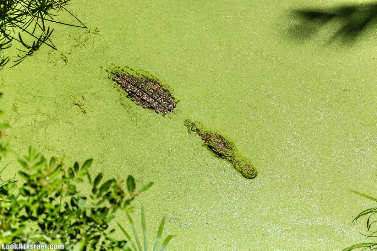 Сафари в Рамат Гане | Ramat Gan Safari | ספארי ברמת גן | LookAtIsrael.com - Фото путешествия по Израилю