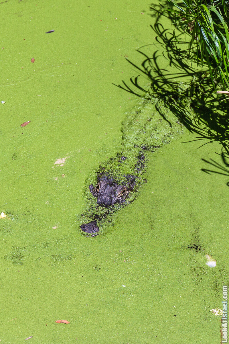 Сафари в Рамат Гане | Ramat Gan Safari | ספארי ברמת גן | LookAtIsrael.com - Фото путешествия по Израилю