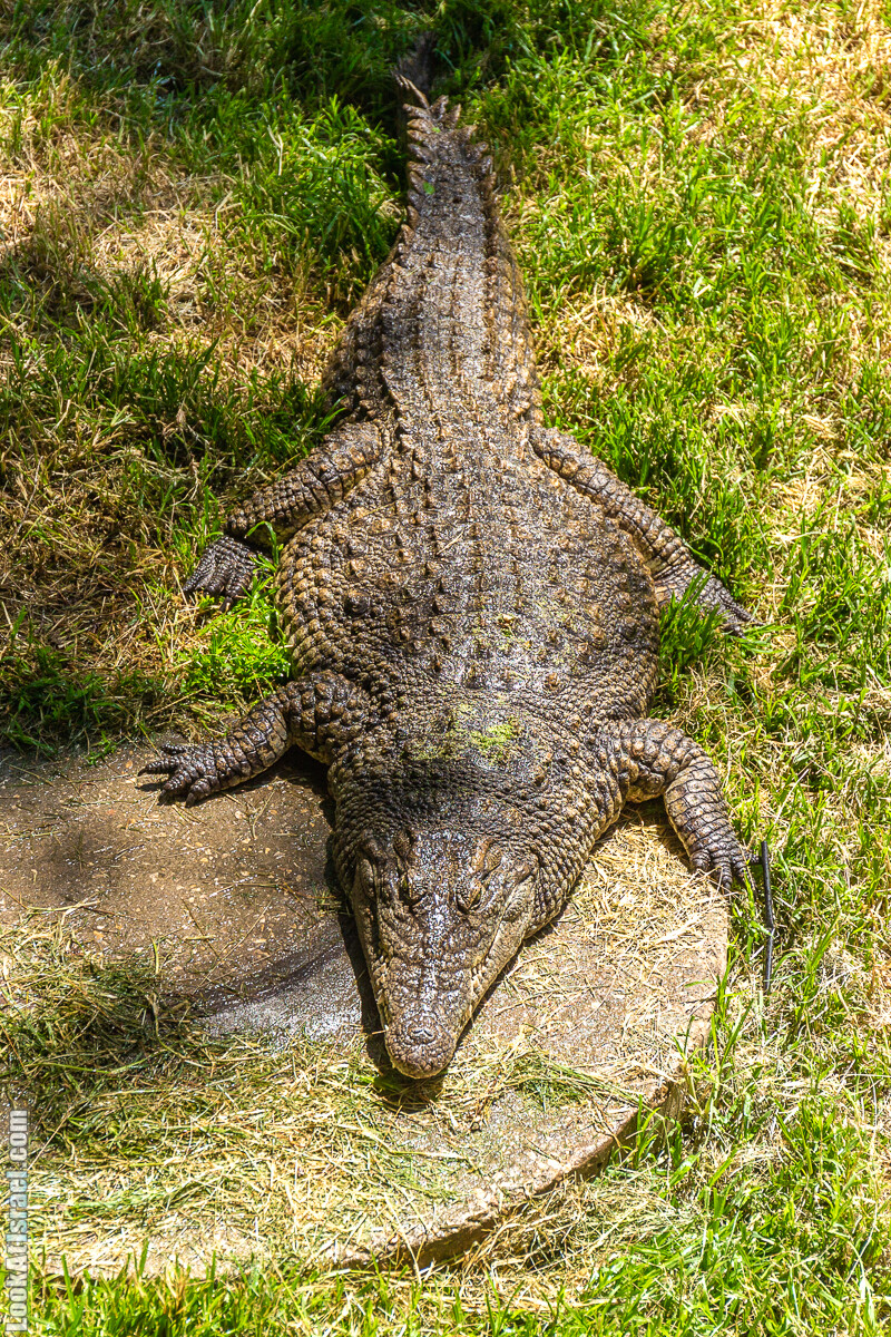 Сафари в Рамат Гане | Ramat Gan Safari | ספארי ברמת גן | LookAtIsrael.com - Фото путешествия по Израилю