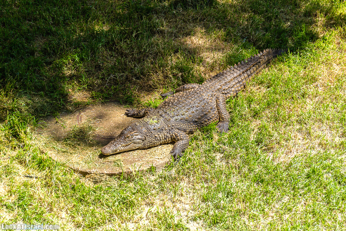 Сафари в Рамат Гане | Ramat Gan Safari | ספארי ברמת גן | LookAtIsrael.com - Фото путешествия по Израилю