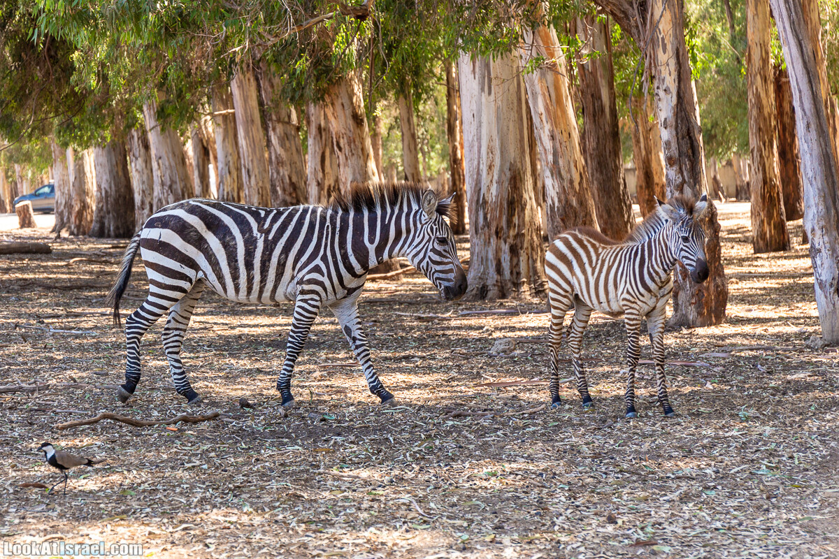 Сафари в Рамат Гане | Ramat Gan Safari | ספארי ברמת גן | LookAtIsrael.com - Фото путешествия по Израилю