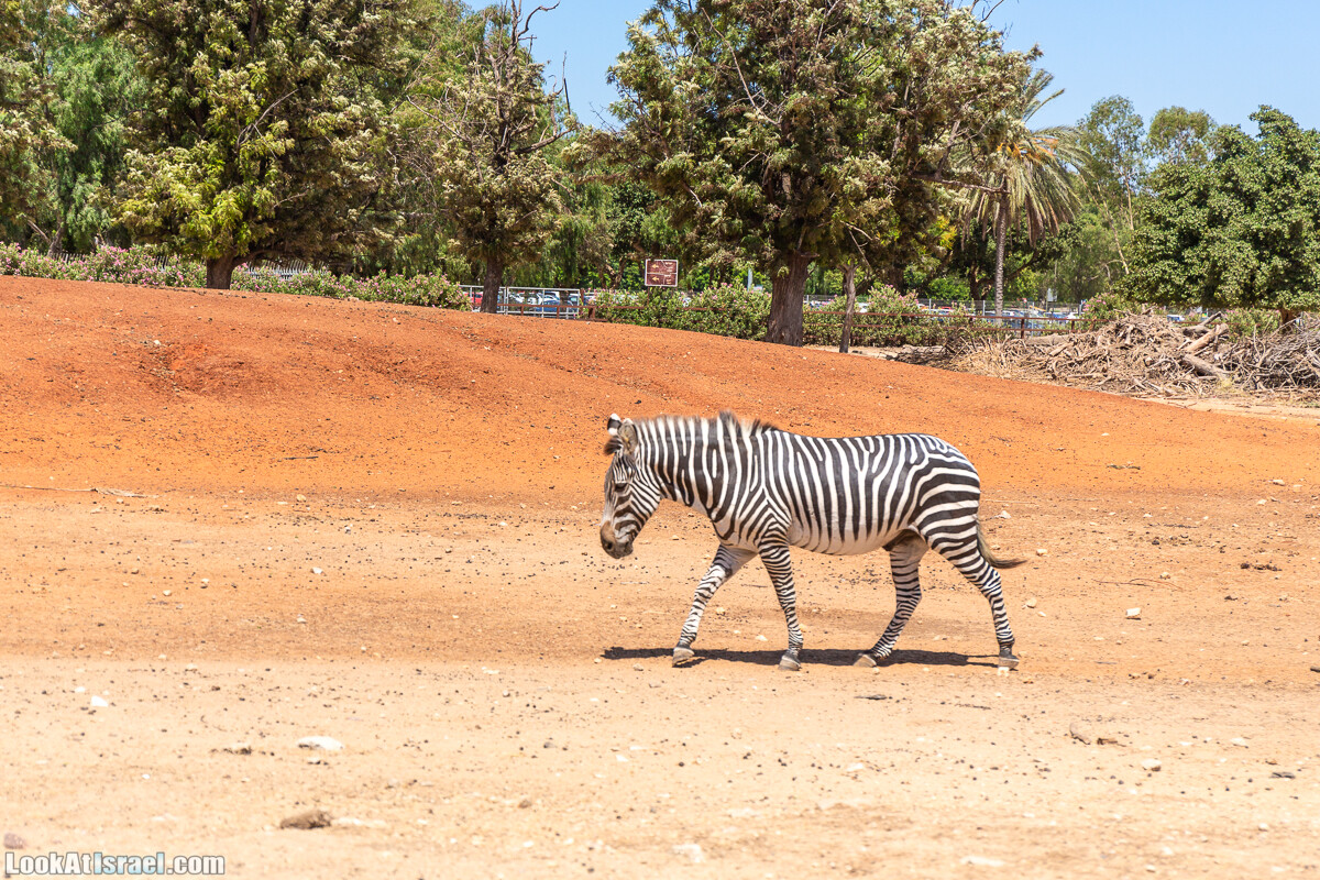 Сафари в Рамат Гане | Ramat Gan Safari | ספארי ברמת גן | LookAtIsrael.com - Фото путешествия по Израилю
