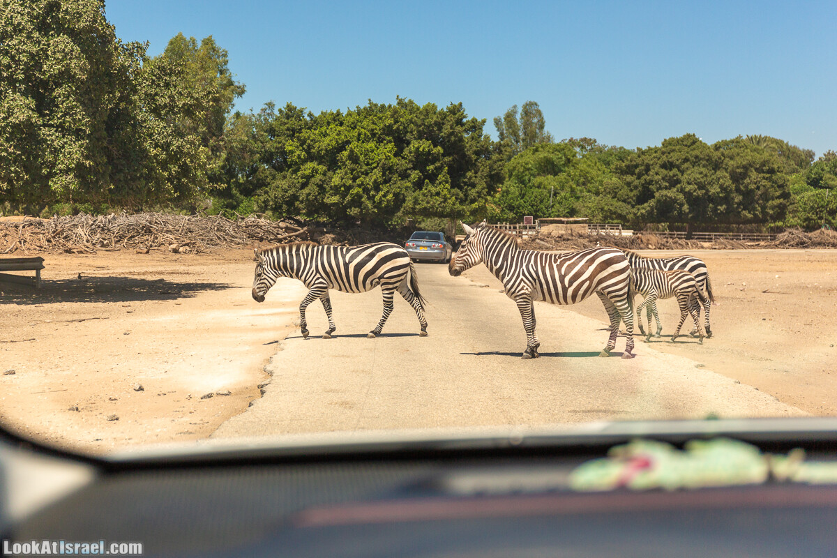 Сафари в Рамат Гане | Ramat Gan Safari | ספארי ברמת גן | LookAtIsrael.com - Фото путешествия по Израилю