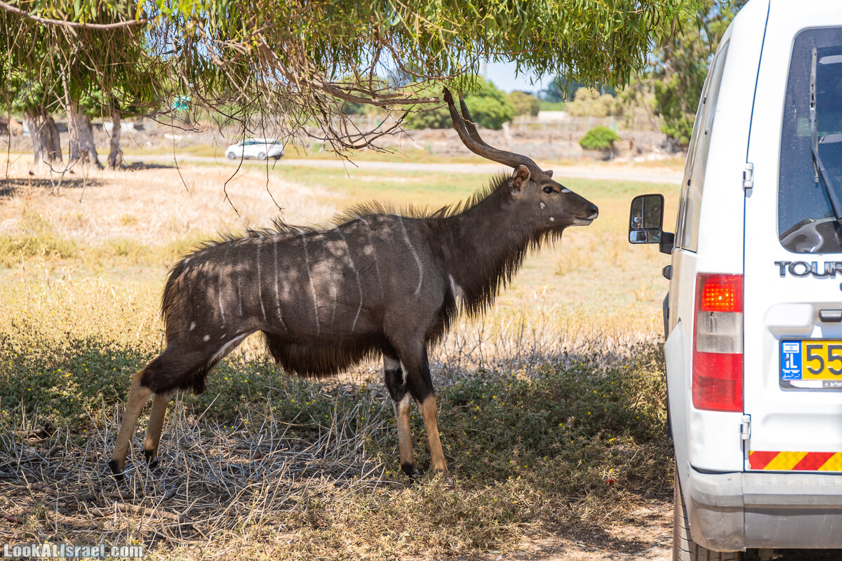Сафари в Рамат Гане | Ramat Gan Safari | ספארי ברמת גן | LookAtIsrael.com - Фото путешествия по Израилю