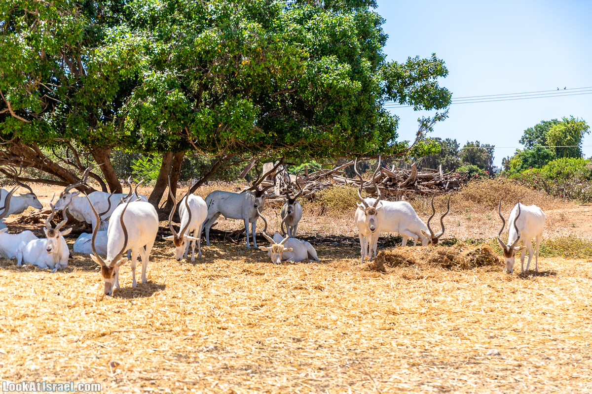 Сафари в Рамат Гане | Ramat Gan Safari | ספארי ברמת גן | LookAtIsrael.com - Фото путешествия по Израилю