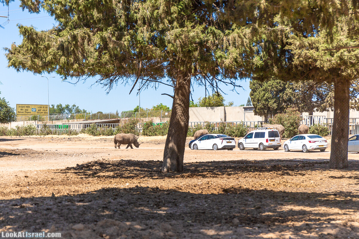 Сафари в Рамат Гане | Ramat Gan Safari | ספארי ברמת גן | LookAtIsrael.com - Фото путешествия по Израилю