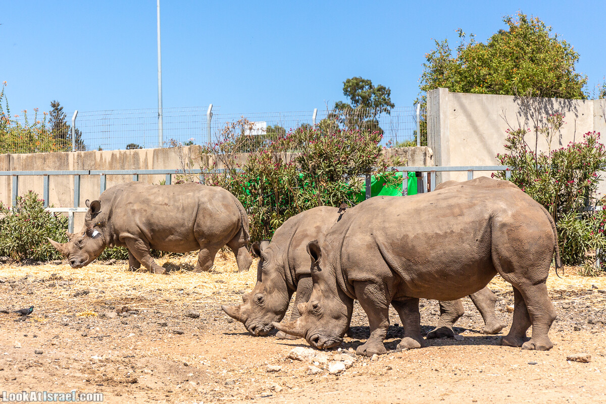 Сафари в Рамат Гане | Ramat Gan Safari | ספארי ברמת גן | LookAtIsrael.com - Фото путешествия по Израилю
