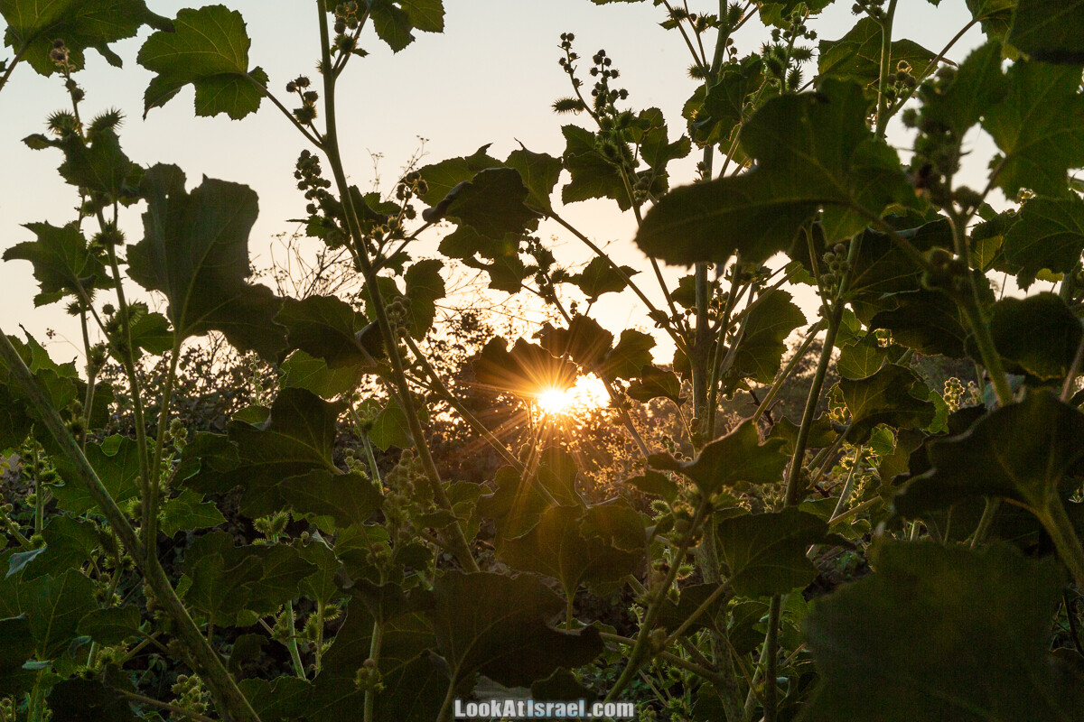 Белые водопады пустыни | המפלים הלבנים | LookAtIsrael.com - Фото путешествия по Израилю