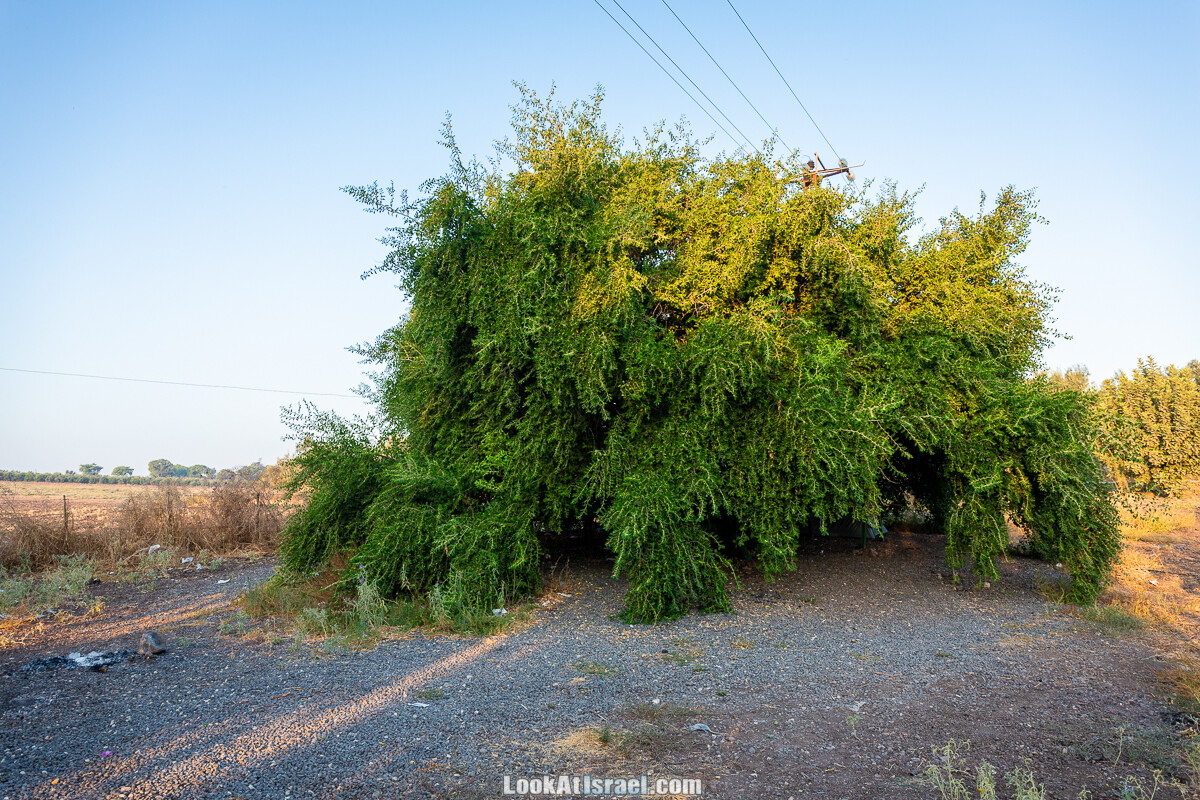 Белые водопады пустыни | המפלים הלבנים | LookAtIsrael.com - Фото путешествия по Израилю