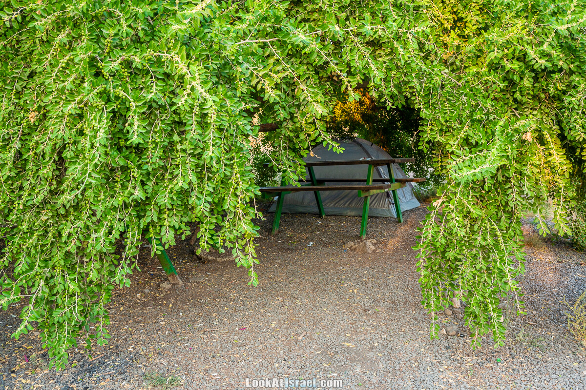 Белые водопады пустыни | המפלים הלבנים | LookAtIsrael.com - Фото путешествия по Израилю
