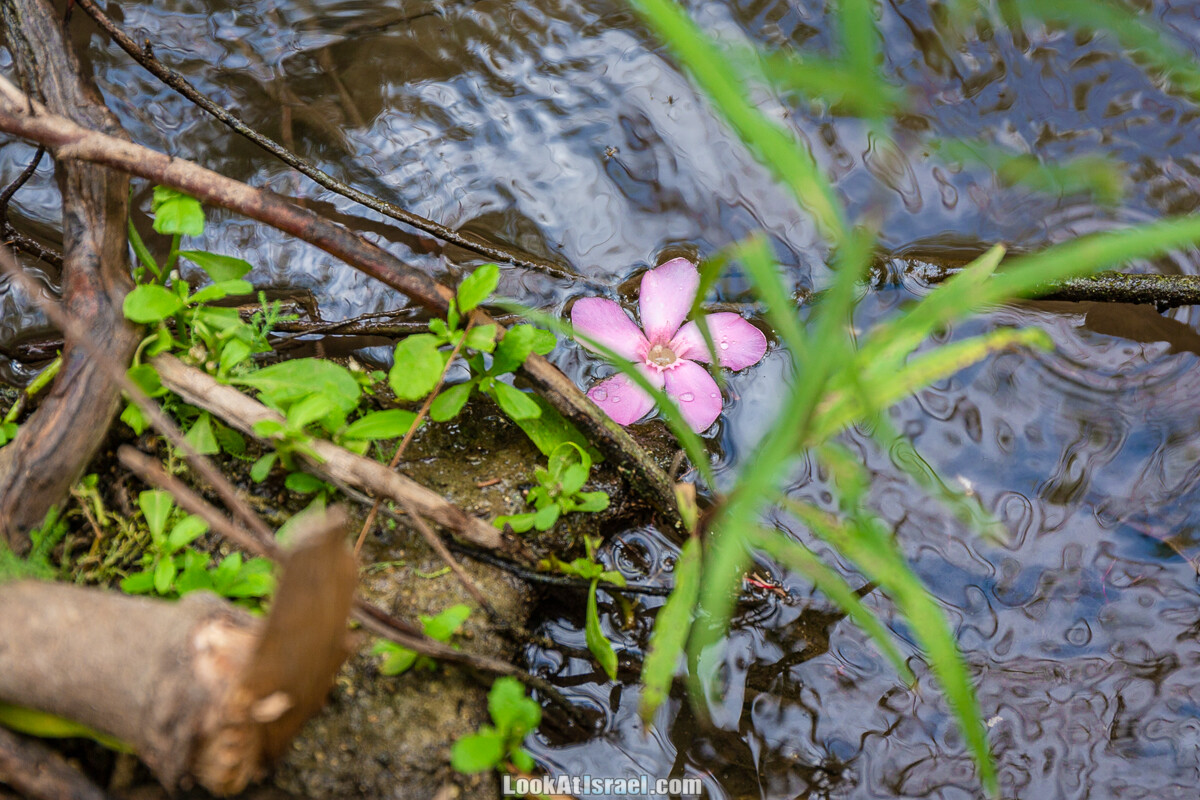Белые водопады пустыни | המפלים הלבנים | LookAtIsrael.com - Фото путешествия по Израилю