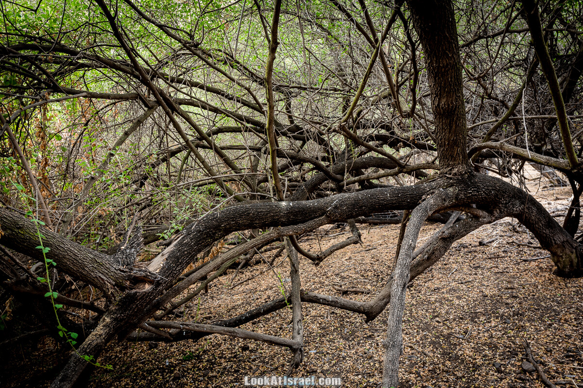 Белые водопады пустыни | המפלים הלבנים | LookAtIsrael.com - Фото путешествия по Израилю