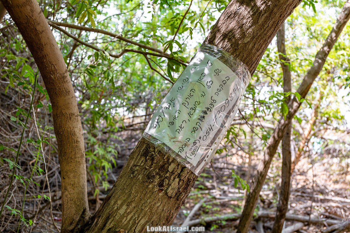 Белые водопады пустыни | המפלים הלבנים | LookAtIsrael.com - Фото путешествия по Израилю