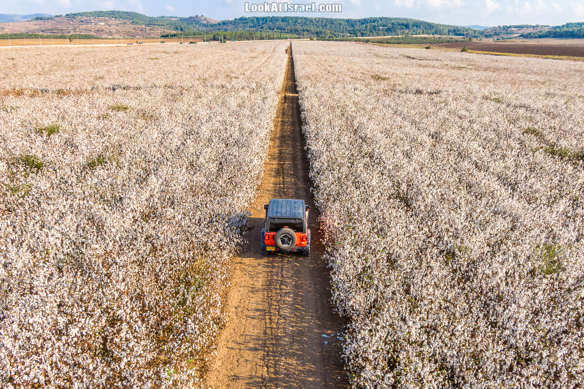 Хлопковое поле, Израиль