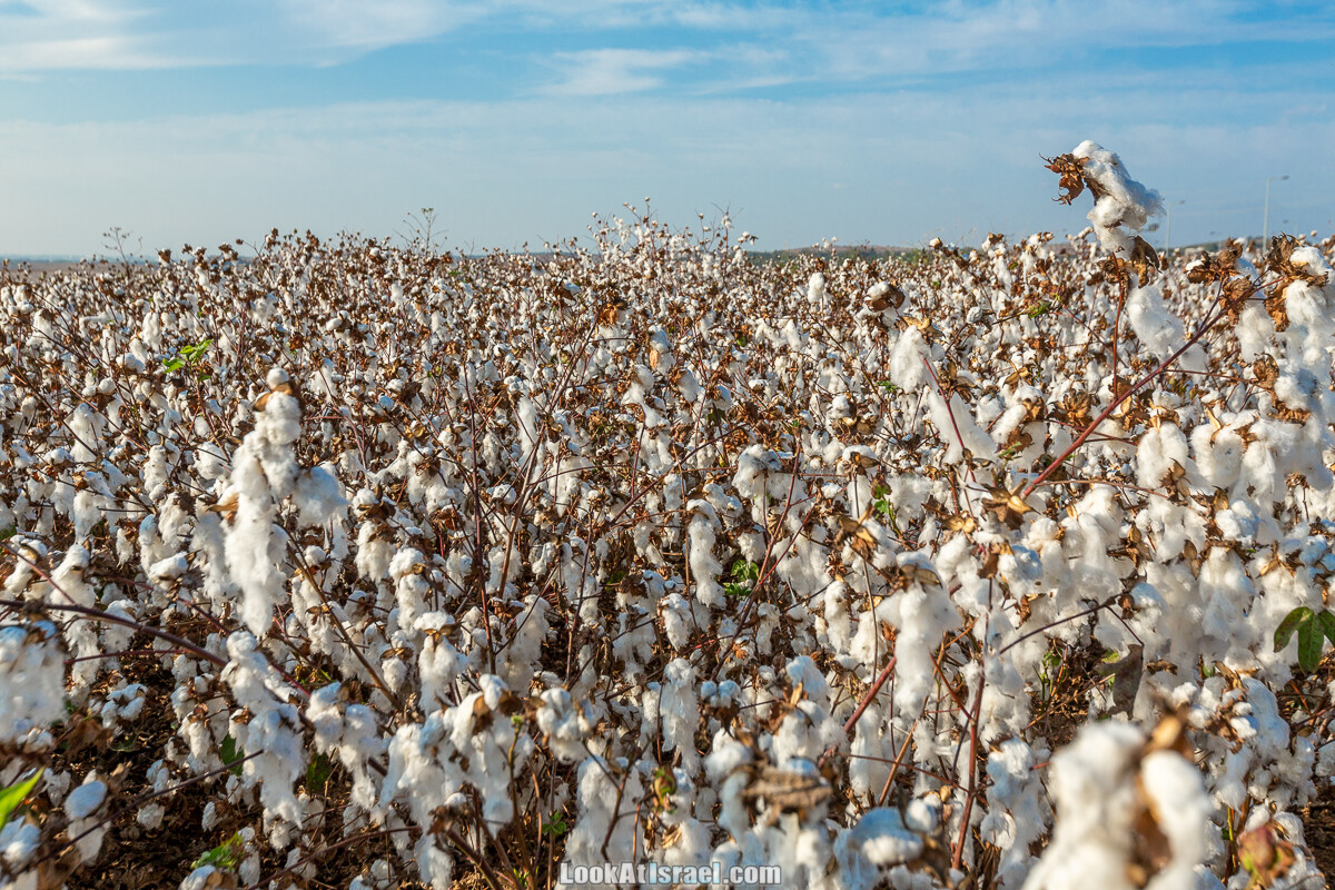 Поля хлопка в районе Латруна | LookAtIsrael.com - Фото путешествия по Израилю