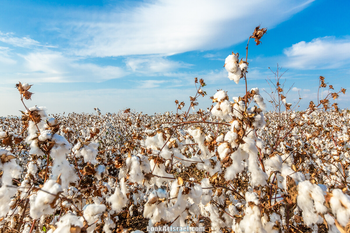 Поля хлопка в районе Латруна | LookAtIsrael.com - Фото путешествия по Израилю