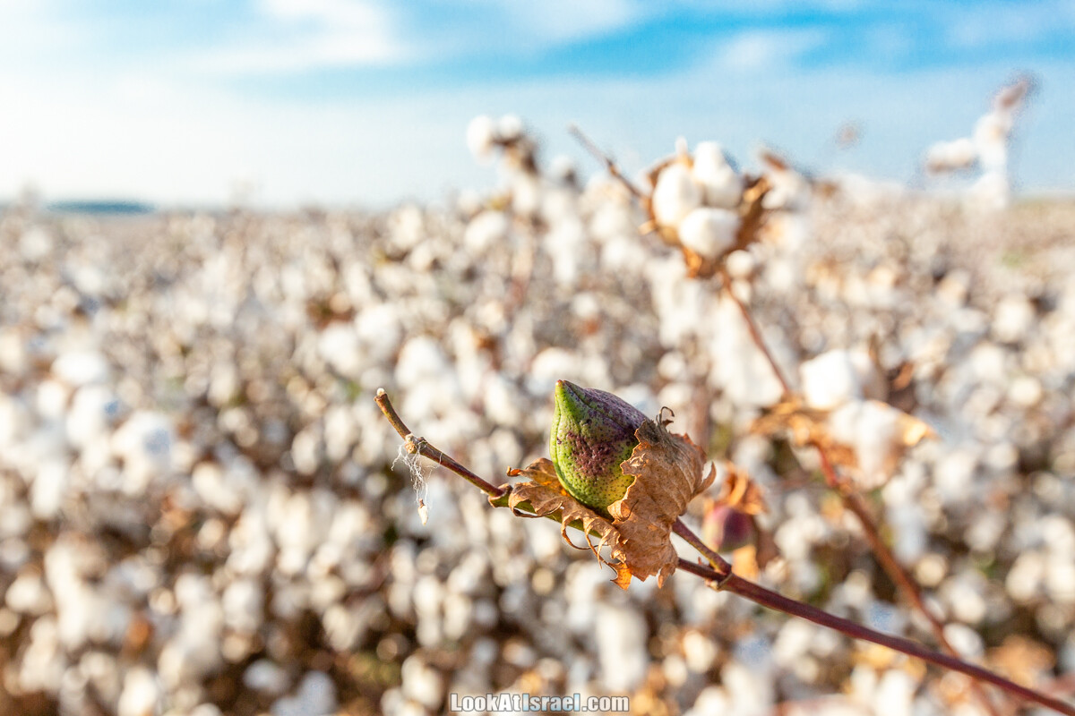 Поля хлопка в районе Латруна | LookAtIsrael.com - Фото путешествия по Израилю