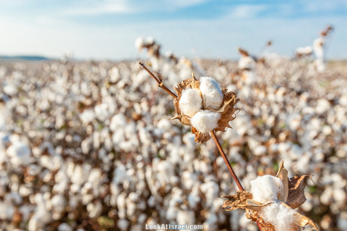 Поля хлопка в районе Латруна | LookAtIsrael.com - Фото путешествия по Израилю