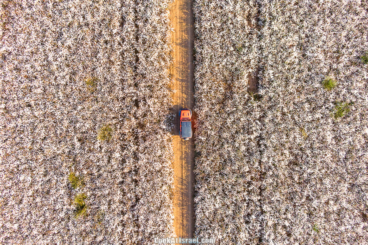 Поля хлопка в районе Латруна | LookAtIsrael.com - Фото путешествия по Израилю