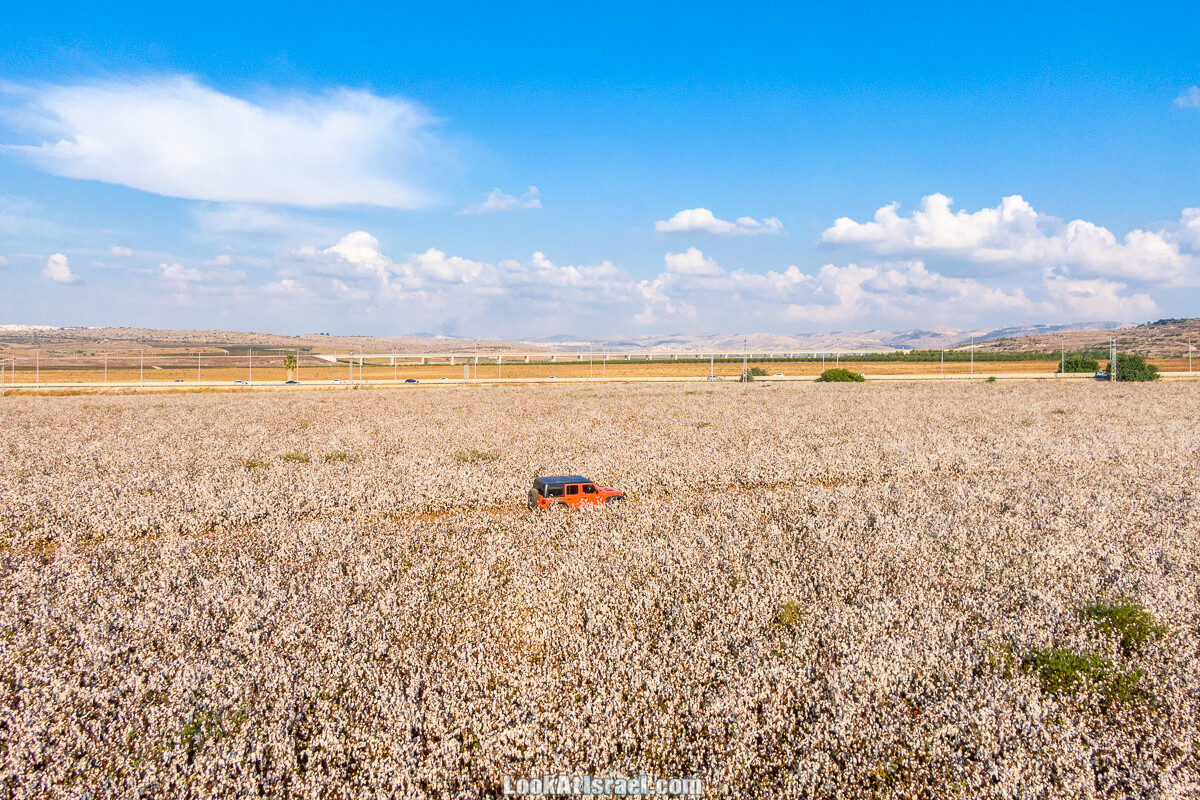 Поля хлопка в районе Латруна | LookAtIsrael.com - Фото путешествия по Израилю