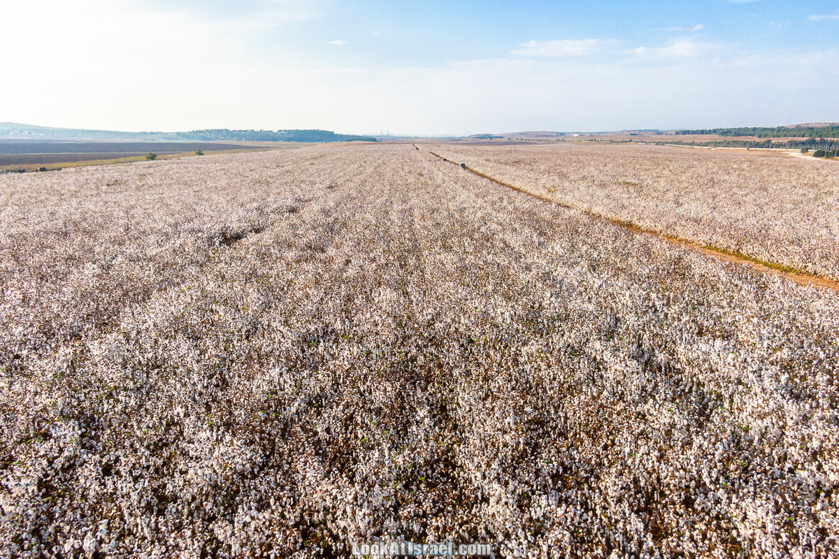 Поля хлопка в районе Латруна | LookAtIsrael.com - Фото путешествия по Израилю