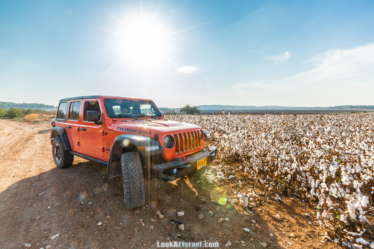 Поля хлопка в районе Латруна | LookAtIsrael.com - Фото путешествия по Израилю