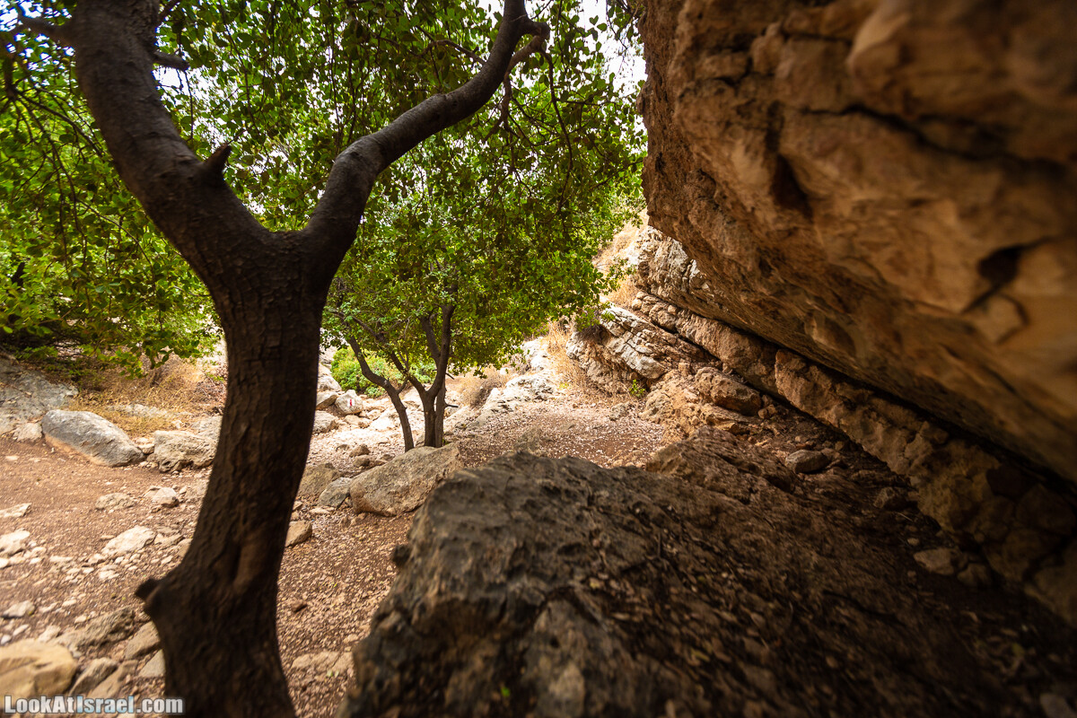 Маршрут по ущельям Метра и Долев. Пещера Теумим (Близнецов ) | Nahal Meara and Dolev, Teumim Cave | נחל מערה ונחל דולב. מערת התאומים | LookAtIsrael.com - Фото путешествия по Израилю