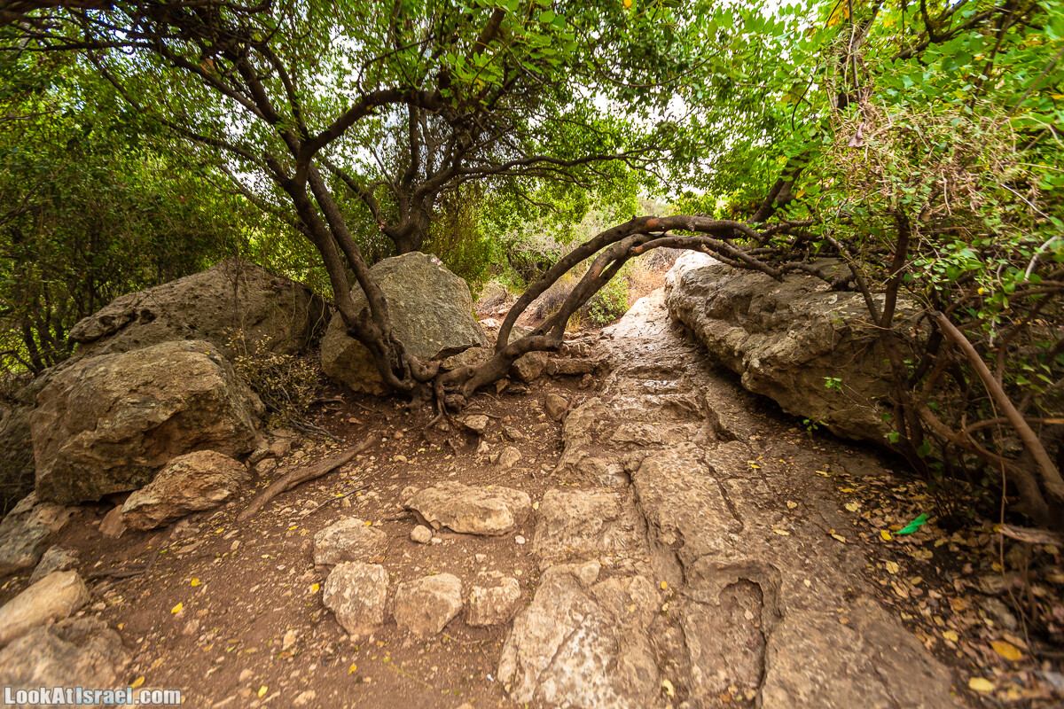 Маршрут по ущельям Метра и Долев. Пещера Теумим (Близнецов ) | Nahal Meara and Dolev, Teumim Cave | נחל מערה ונחל דולב. מערת התאומים | LookAtIsrael.com - Фото путешествия по Израилю