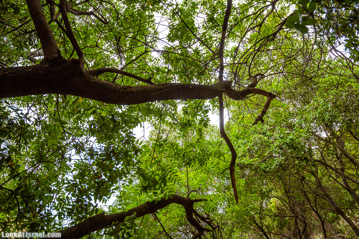 Маршрут по ущельям Метра и Долев. Пещера Теумим (Близнецов ) | Nahal Meara and Dolev, Teumim Cave | נחל מערה ונחל דולב. מערת התאומים | LookAtIsrael.com - Фото путешествия по Израилю
