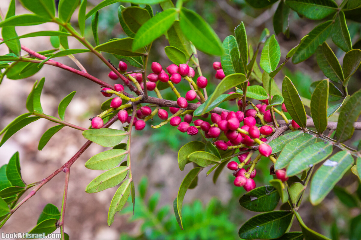 Маршрут по ущельям Метра и Долев. Пещера Теумим (Близнецов ) | Nahal Meara and Dolev, Teumim Cave | נחל מערה ונחל דולב. מערת התאומים | LookAtIsrael.com - Фото путешествия по Израилю