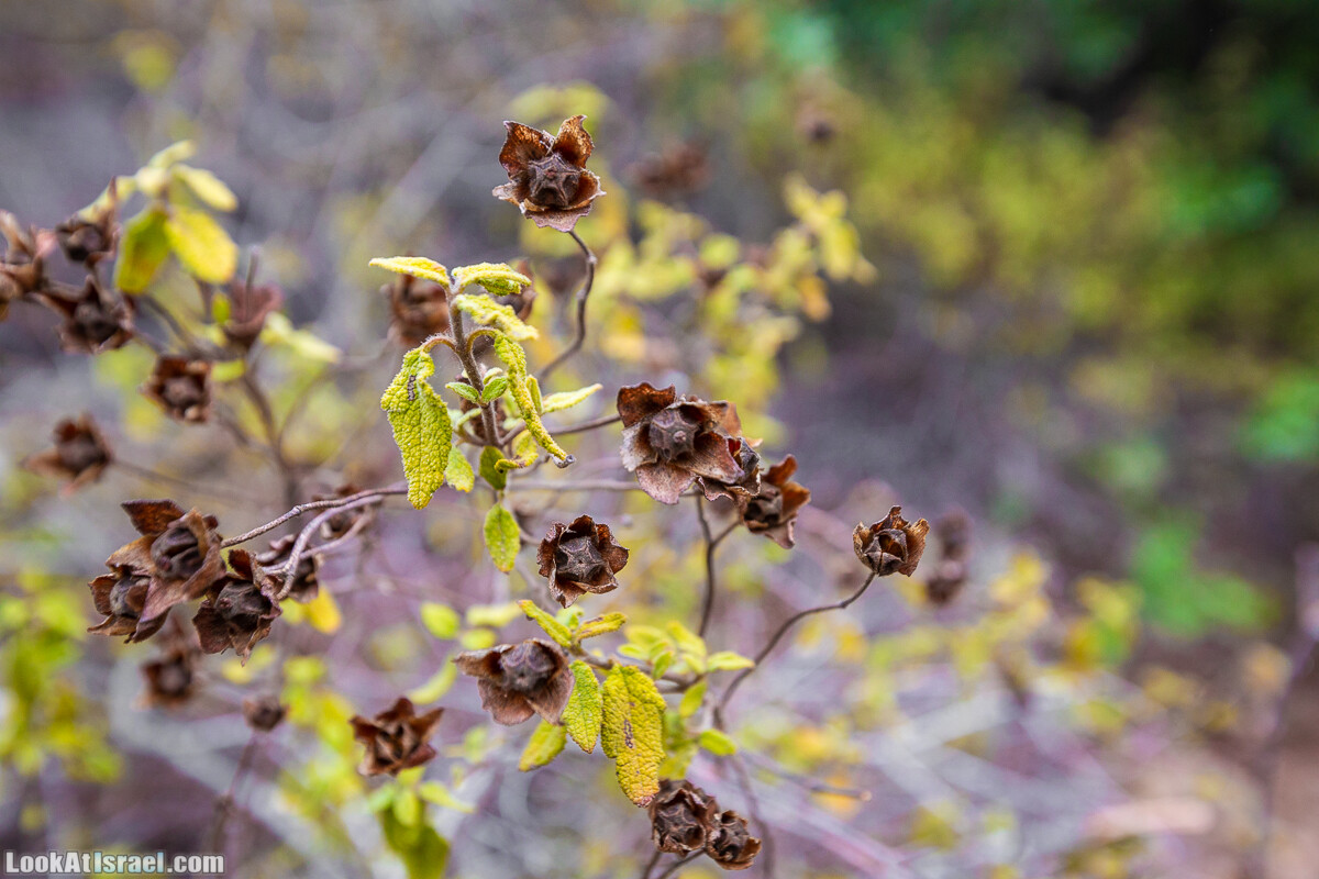 Маршрут по ущельям Метра и Долев. Пещера Теумим (Близнецов ) | Nahal Meara and Dolev, Teumim Cave | נחל מערה ונחל דולב. מערת התאומים | LookAtIsrael.com - Фото путешествия по Израилю