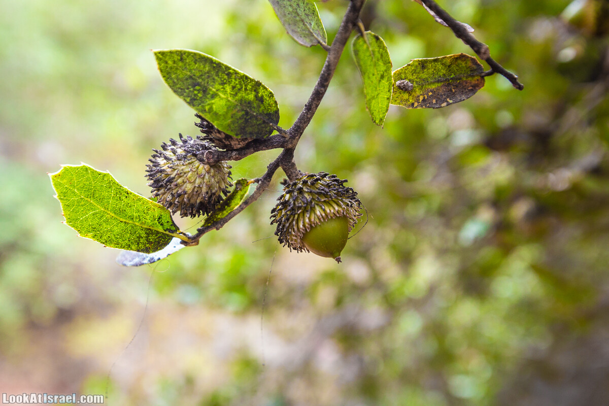 Маршрут по ущельям Метра и Долев. Пещера Теумим (Близнецов ) | Nahal Meara and Dolev, Teumim Cave | נחל מערה ונחל דולב. מערת התאומים | LookAtIsrael.com - Фото путешествия по Израилю