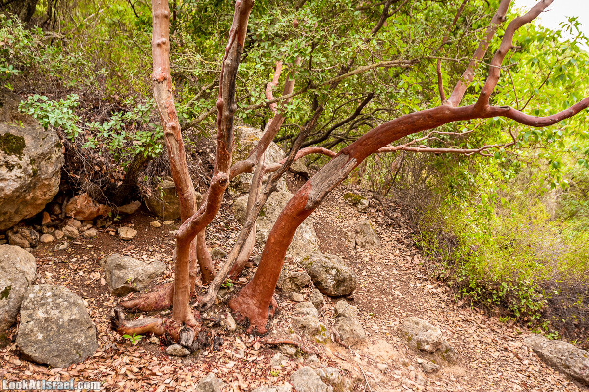 Маршрут по ущельям Метра и Долев. Пещера Теумим (Близнецов ) | Nahal Meara and Dolev, Teumim Cave | נחל מערה ונחל דולב. מערת התאומים | LookAtIsrael.com - Фото путешествия по Израилю