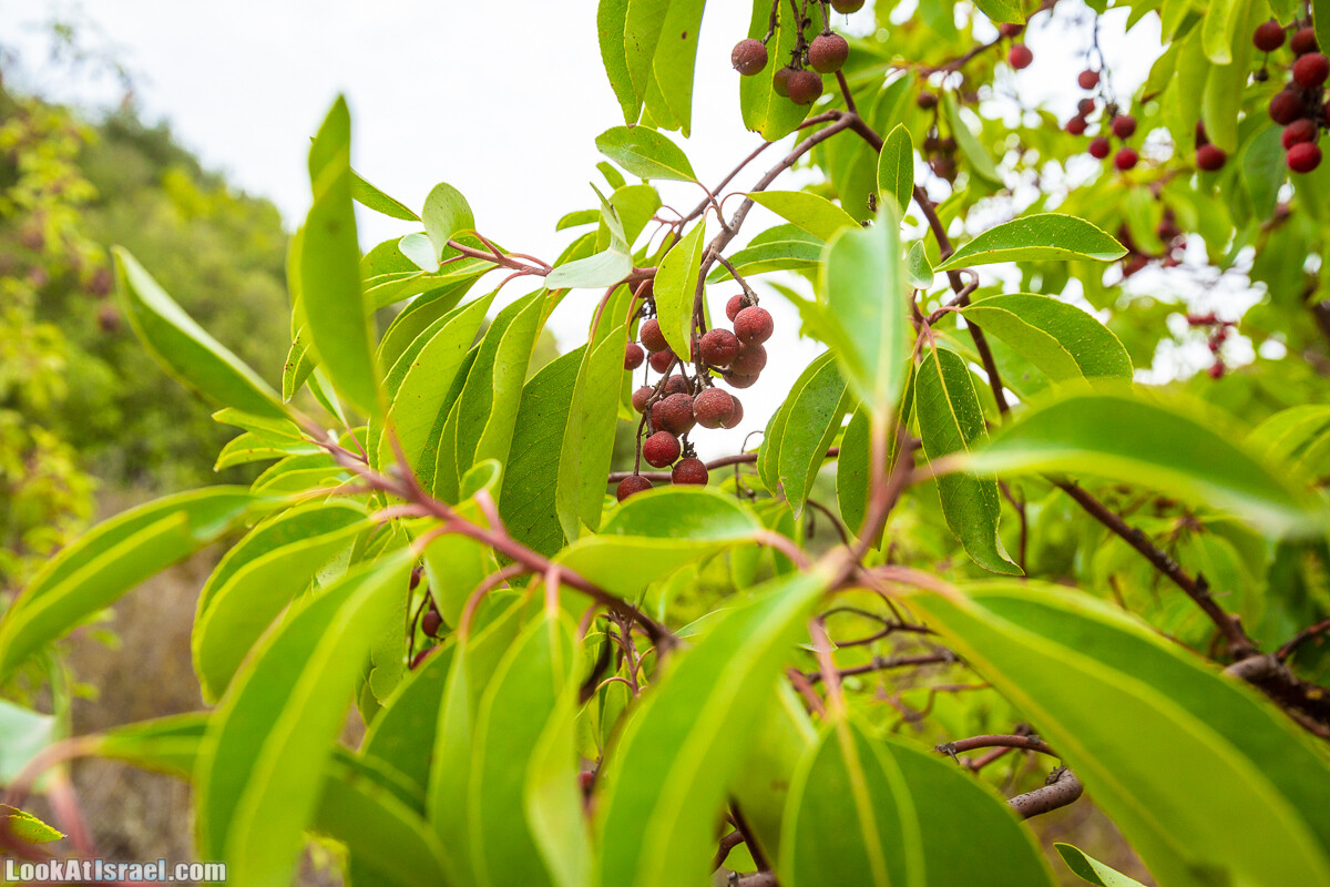 Маршрут по ущельям Метра и Долев. Пещера Теумим (Близнецов ) | Nahal Meara and Dolev, Teumim Cave | נחל מערה ונחל דולב. מערת התאומים | LookAtIsrael.com - Фото путешествия по Израилю