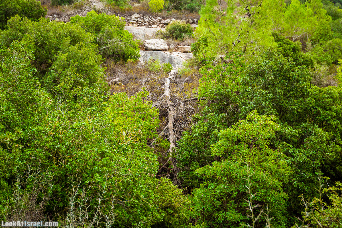Маршрут по ущельям Метра и Долев. Пещера Теумим (Близнецов ) | Nahal Meara and Dolev, Teumim Cave | נחל מערה ונחל דולב. מערת התאומים | LookAtIsrael.com - Фото путешествия по Израилю
