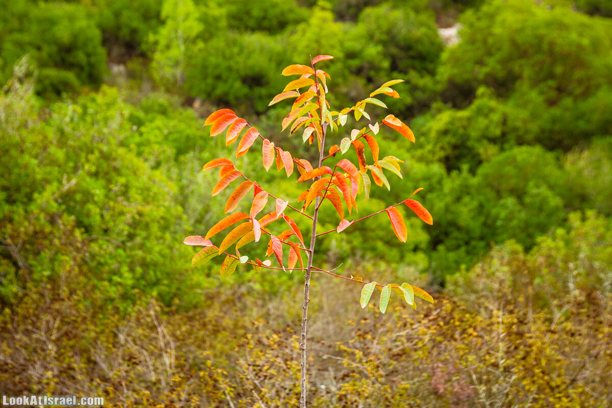 Маршрут по ущельям Метра и Долев. Пещера Теумим (Близнецов ) | Nahal Meara and Dolev, Teumim Cave | נחל מערה ונחל דולב. מערת התאומים | LookAtIsrael.com - Фото путешествия по Израилю
